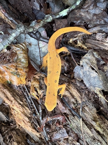 Eastern Newt