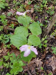 Trillium grandiflorum