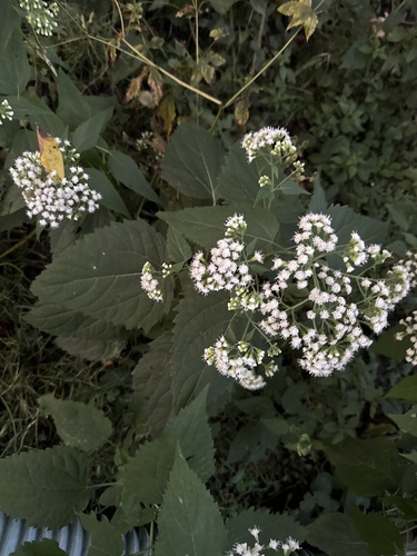 white snakeroot