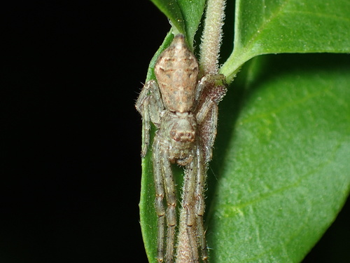 Tuberculated Crab Spider