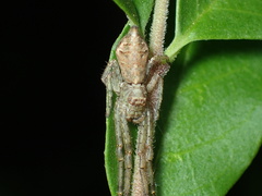 Tmarus angulatus