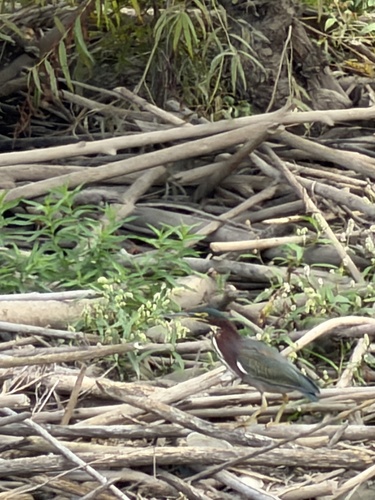 Green Heron