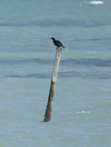 iNaturalist image