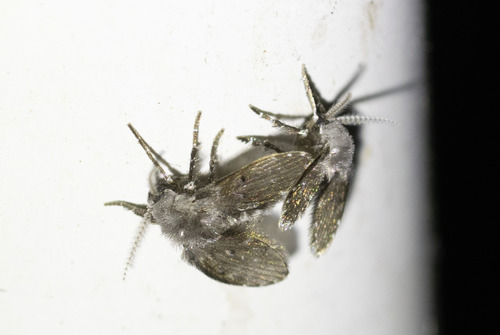 Bathroom Moth Fly