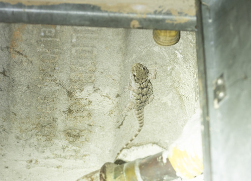 Moorish Gecko