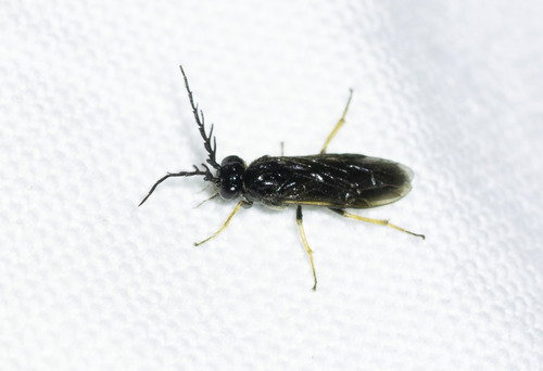 bristly rose sawfly