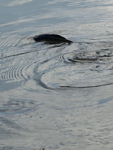 European Carp