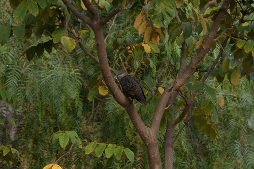 Dusky Turtle-Dove