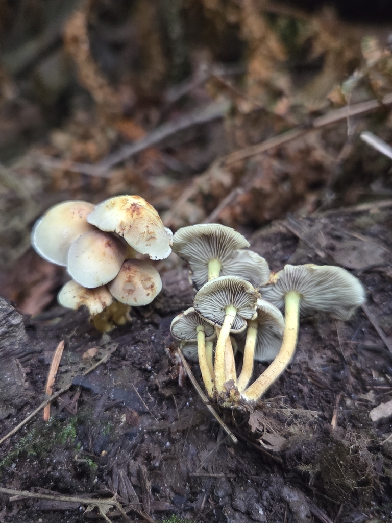 Sulphur Tuft · September 2026 · photo: Photo: (c) Mandy Hackney, some rights reserved (CC BY) · iNaturalist