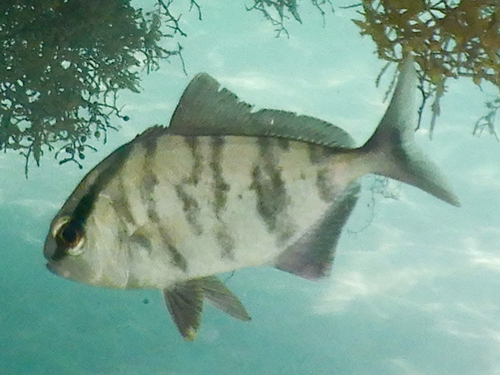 Seriola rivoliana observed 2026-09-20
