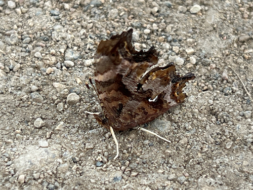 Eastern Comma