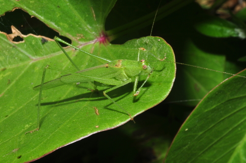 Phaneroptera quinquesignata