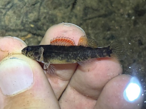 Gulf Darter