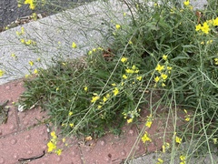 Diplotaxis tenuifolia, photograph (c) Pavel Kacl, some rights reserved (CC BY)