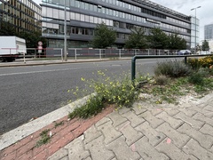 Diplotaxis tenuifolia, photograph (c) Pavel Kacl, some rights reserved (CC BY)