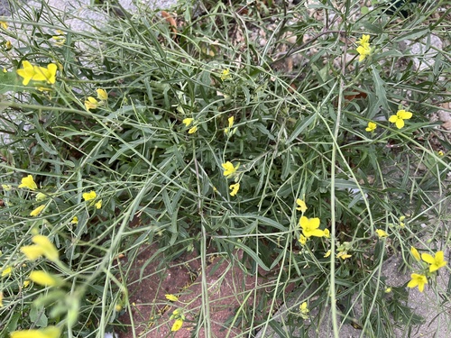 Diplotaxis tenuifolia, photograph 4
