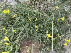 Diplotaxis tenuifolia, photograph (c) Pavel Kacl, some rights reserved (CC BY)
