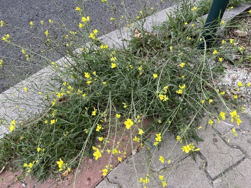 Diplotaxis tenuifolia, photograph 5