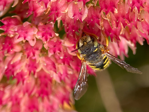 Oblong Woolcarder Bee