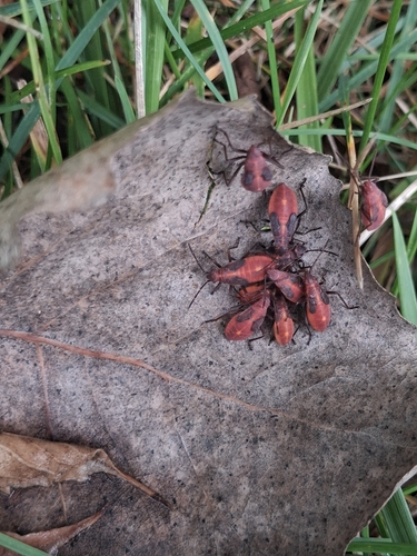 Eastern Boxelder Bug