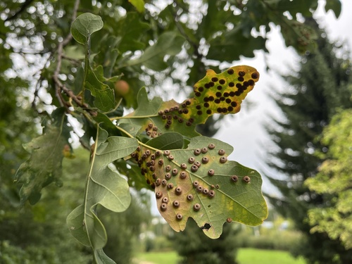 Silk-Button Spangle Gall Wasp