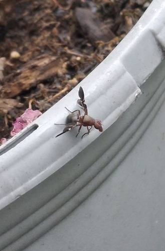 Common Picture-winged Fly