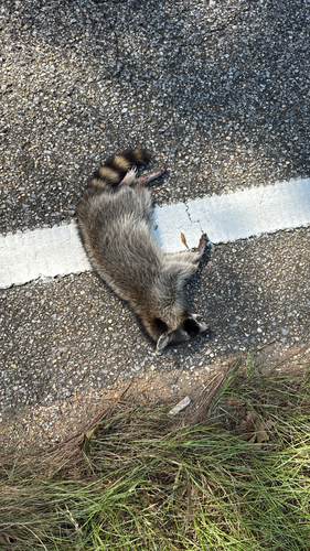 Common Raccoon