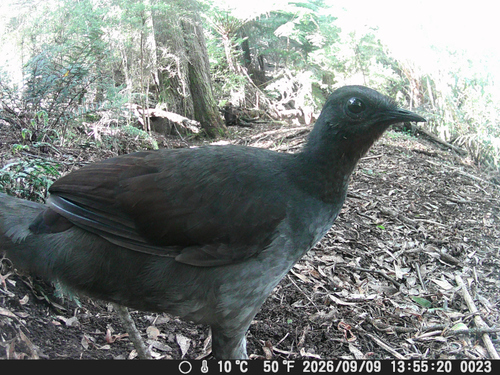 Superb Lyrebird