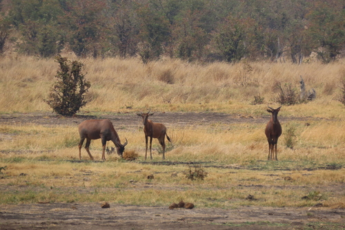 Tsessebe