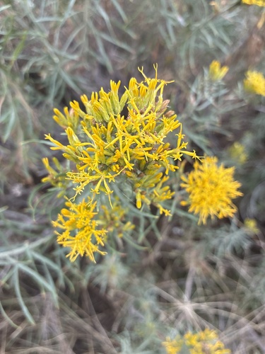 Rubber Rabbitbrush