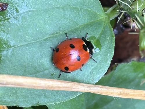 Seven-spotted Lady Beetle