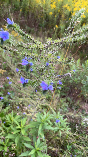 viper's-bugloss