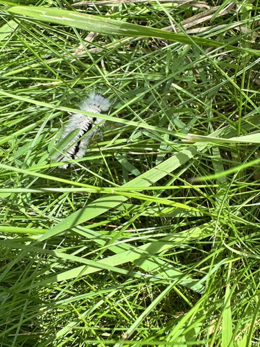 Hickory Tussock Moth