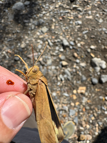 Carolina Grasshopper