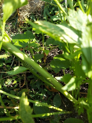 Black Swallowtail