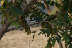 Lanius humeralis