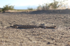Crotalus cerastes cerastes