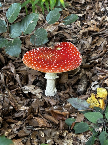 Fly Agaric