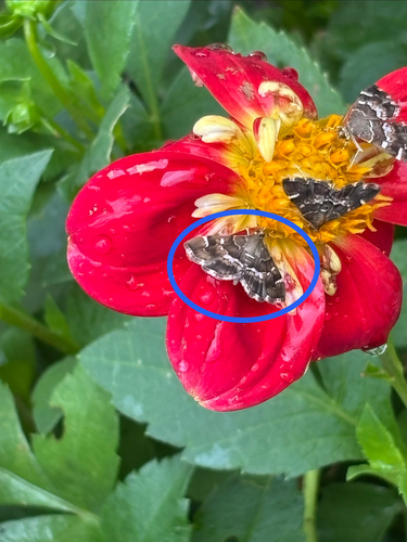 Spotted Beet Webworm Moth