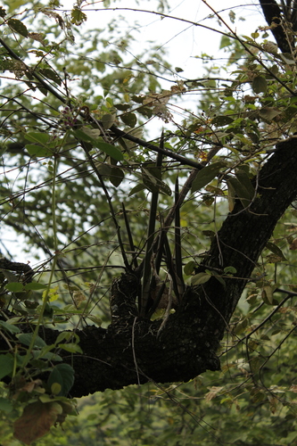 Trichocentrum cebolleta, 2026-09-19