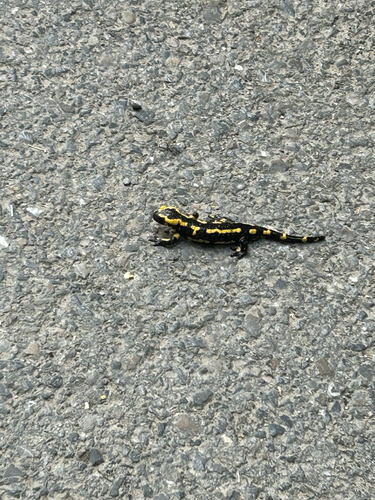 Fire Salamander