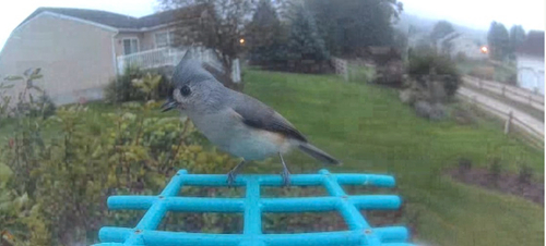 Tufted Titmouse