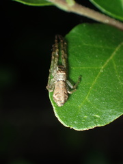 Tmarus angulatus
