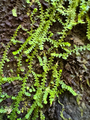 Selaginella rotundifolia
