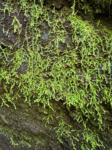 Selaginella rotundifolia, photograph 2