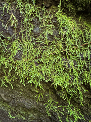 (c) Matteo Bellucci, some rights reserved (CC BY) Selaginella rotundifolia, photograph (c) Matteo Bellucci, some rights reserved (CC BY)