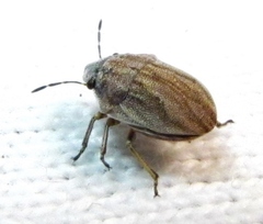 Homaemus parvulus
