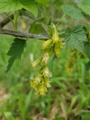 Ribes americanum