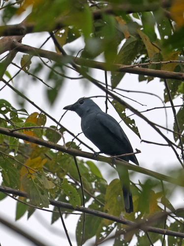 Coracina caeruleogrisea observed 2026-07-30