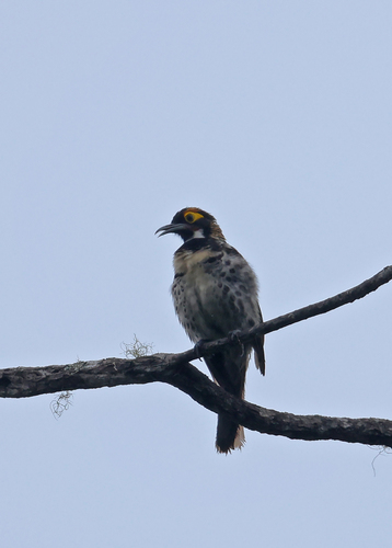 Melidectes torquatus, 2026-07-30
